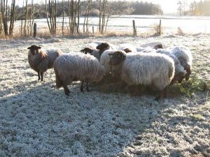 300Kopie von Img_1946.jpg